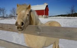 cold-barnyard-horse-featured-w480x300