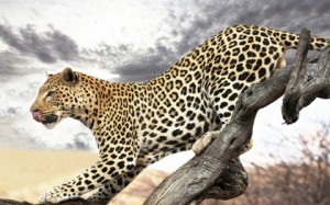 Leopard in profile