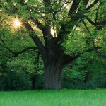 Send My Roots Rain Send My Roots Rain