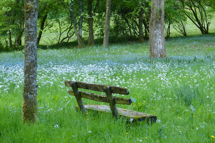 pixabay-bench-in-meadow-silence-featured-w740x493