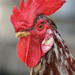 Thinking about Herby, my Rooster, during Lent Thinking about Herby, my Rooster, during Lent