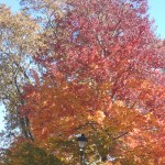 Show Your True Colors Show Your True Colors