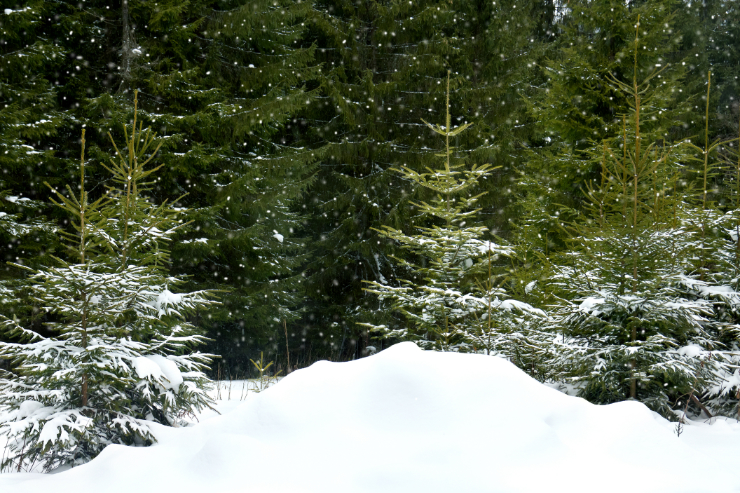woods-christmas-trees-snow-featured-w740x493